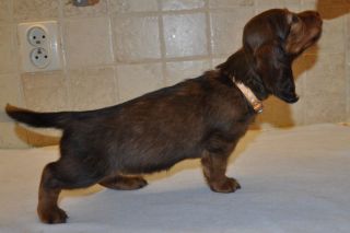 Jamnik d�ugow�osy - szczeni� 